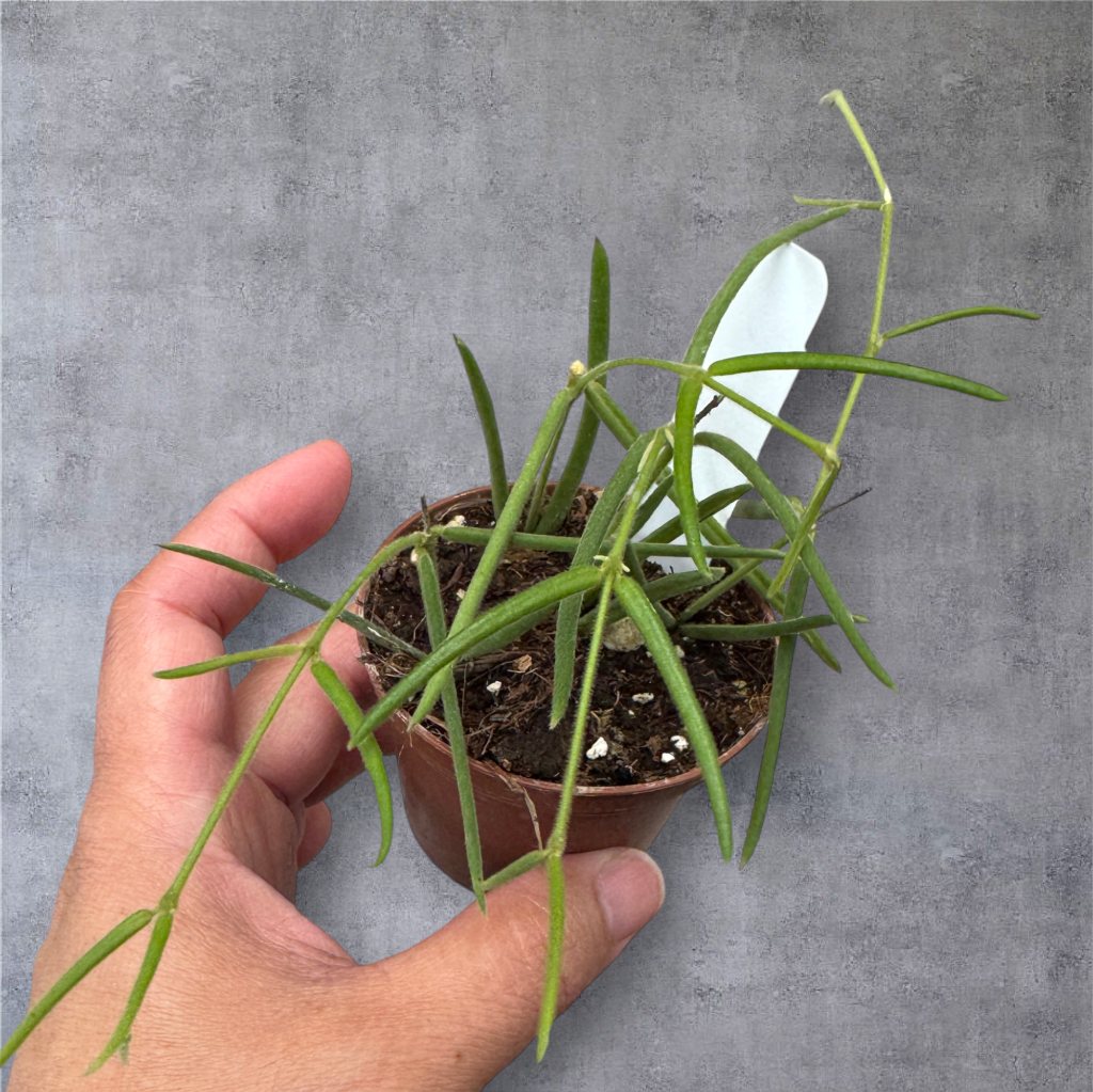 HOYA - Hoya Linearis - 3"