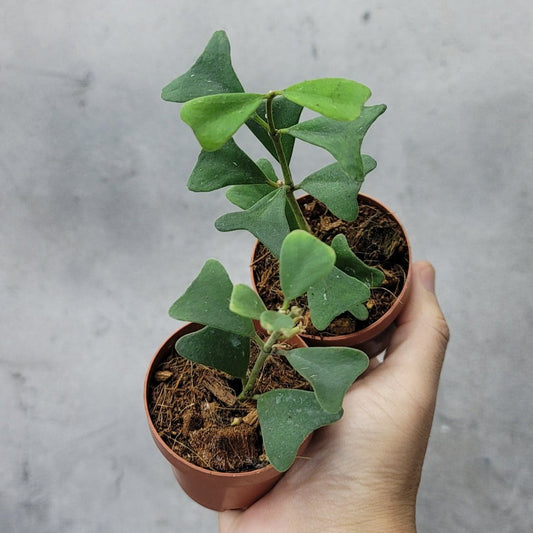 HOYA - HOYA MANIPURENSIS - 2"