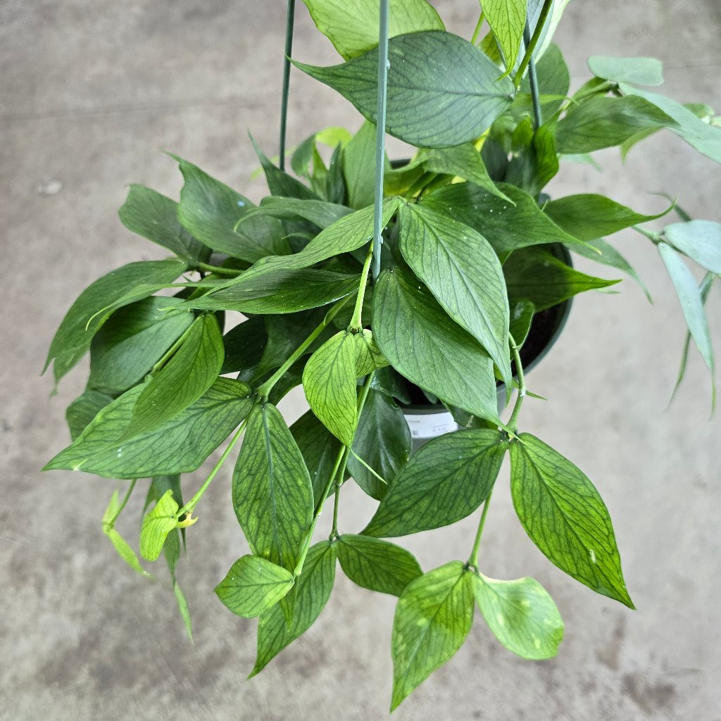 HOYA - Hoya Polyneura - 6"