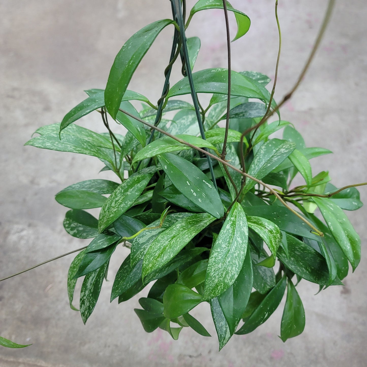 HOYA - Hoya Pubicalyx - HB