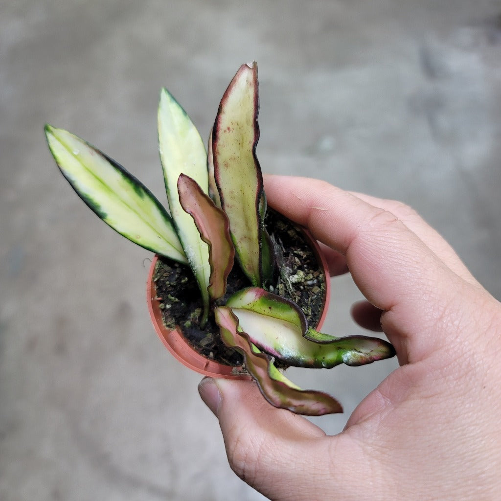 Hoya wayetii tricolor - 2