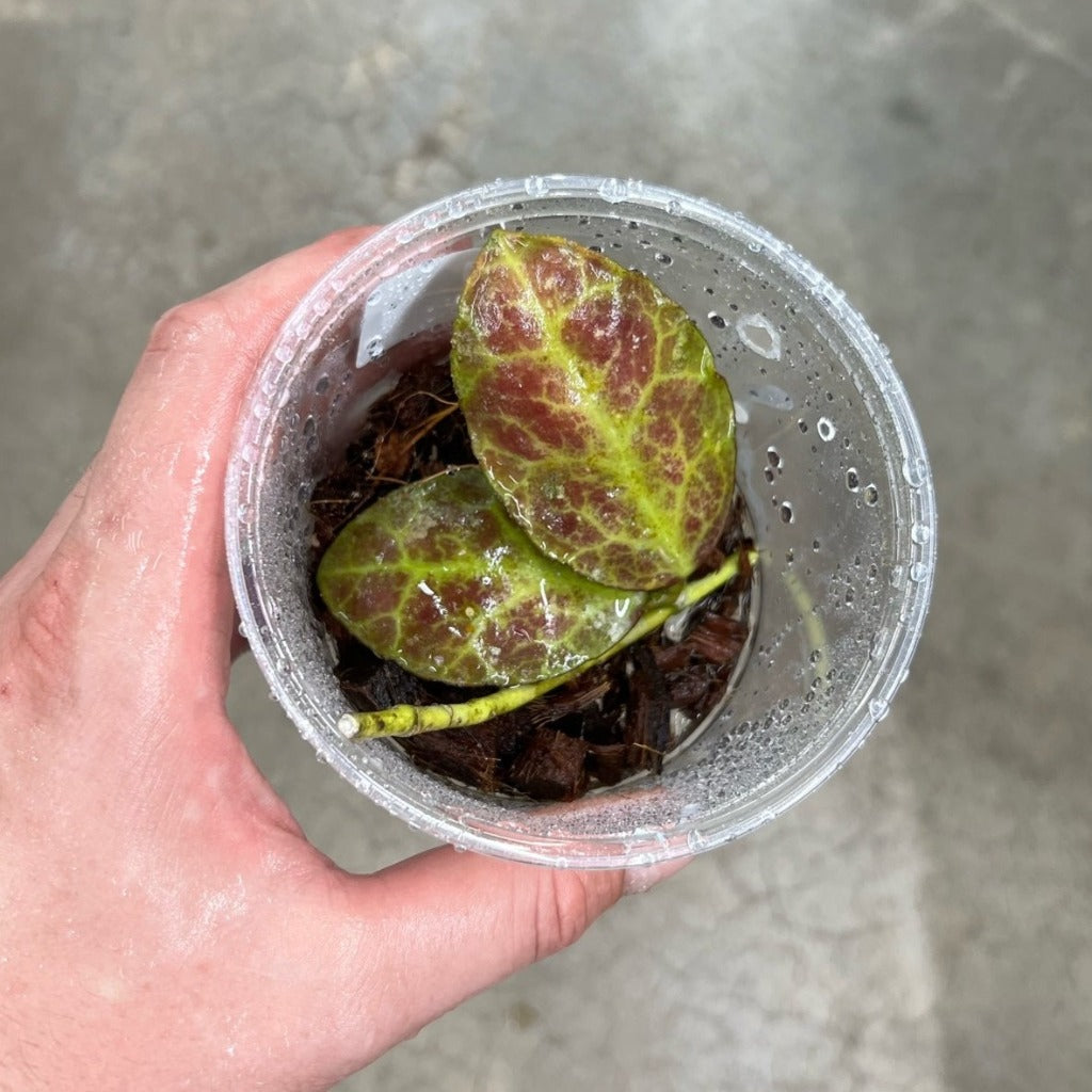 HOYA WAYMANIAE RED - CUTTINGS