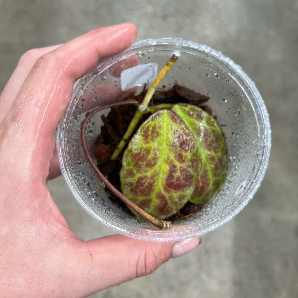 HOYA WAYMANIAE RED - CUTTINGS