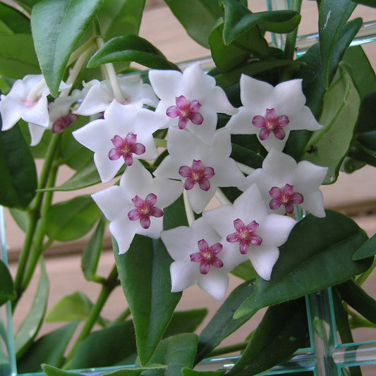 Hoya lanceolata 'Bella' - 4"