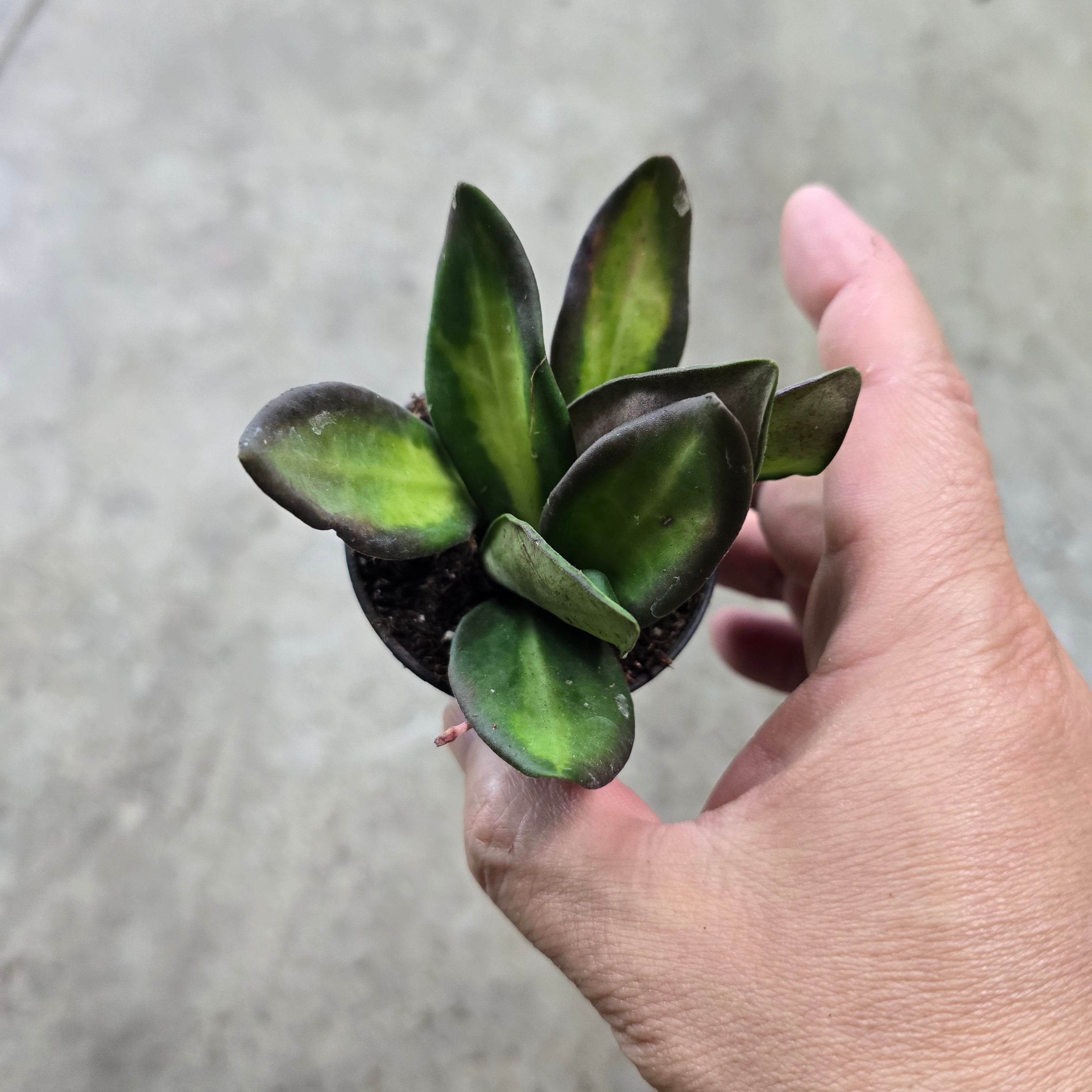 Hoya 'DS 70 Variegated' - 2