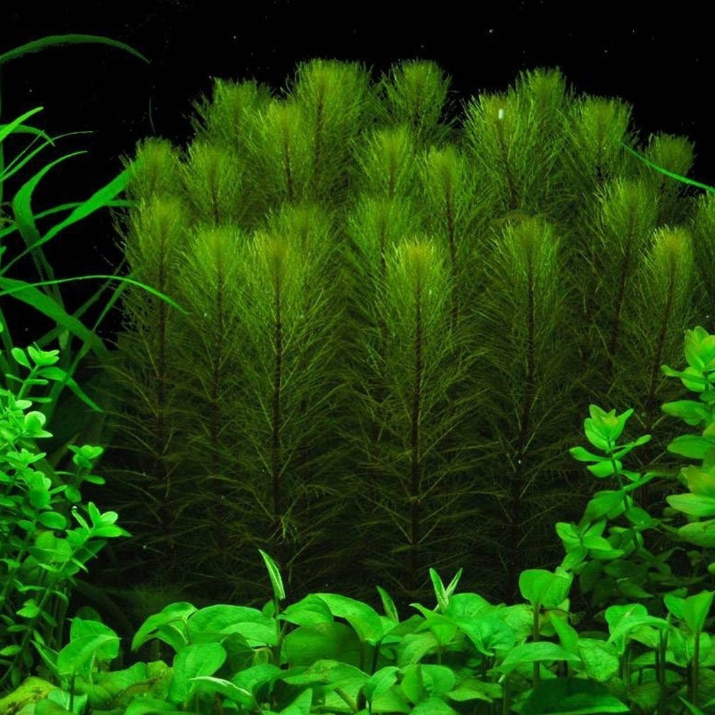 Green Frill - bunch
