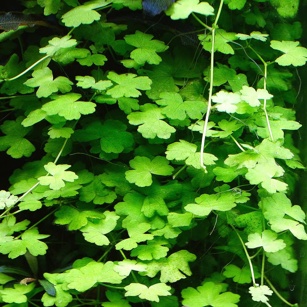 Hydrocotyle tripartita 'Japan