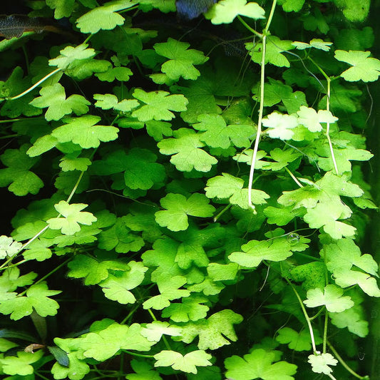 Hydrocotyle tripartita 'Japan