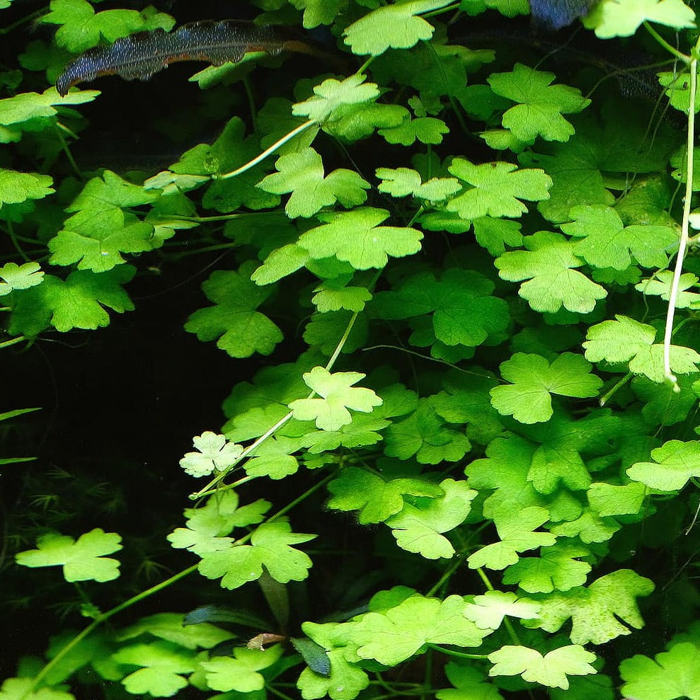 Hydrocotyle sp Japan - 2