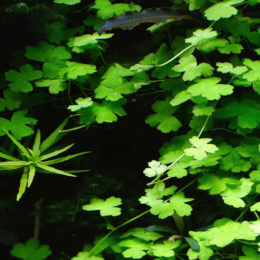 Hydrocotyle sp Japan - Mat