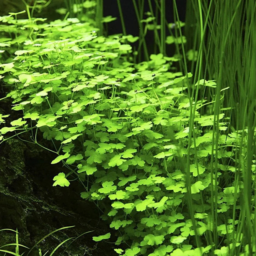 Hydrocotyle tripartita mini - ADA