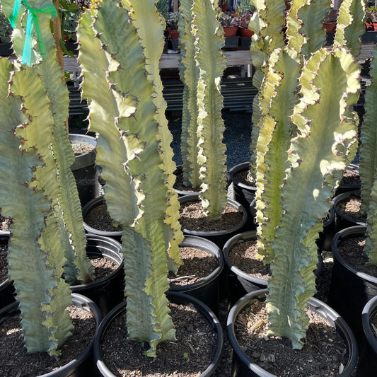 Euphorbia ammak - 10"