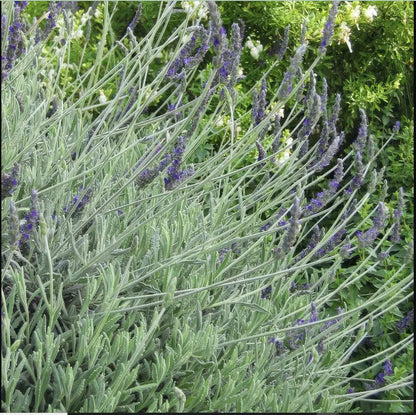 Lavender Goodwin Creek - 3.5"