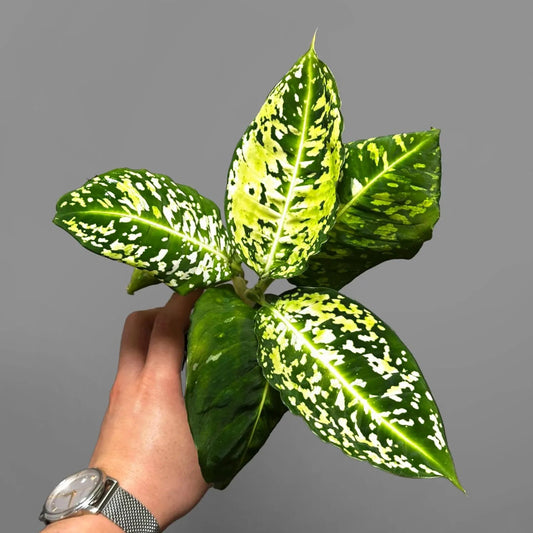 Dieffenbachia 'Cheetah' - 6"