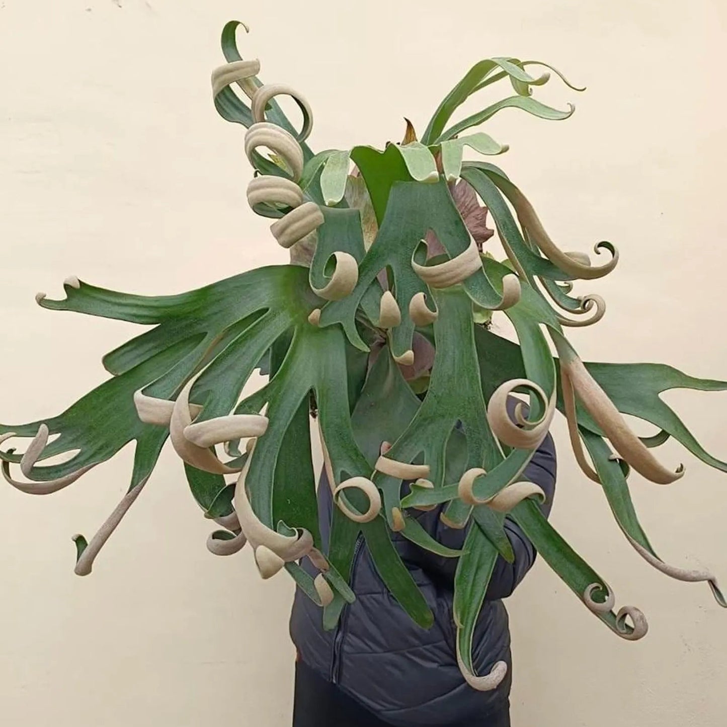 Platycerium Fong Si Qi - 2"