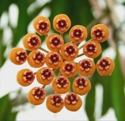 Hoya Waymaniae - 4"