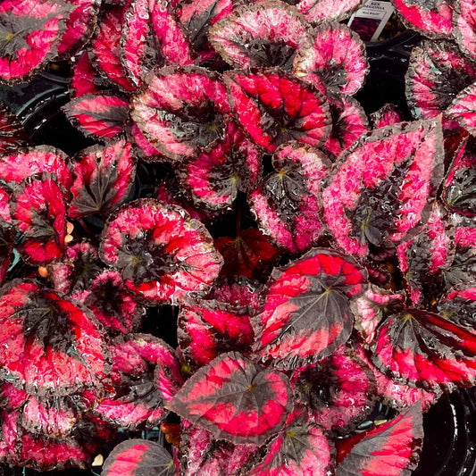 Begonia rex 'Red Kiss' - 6"