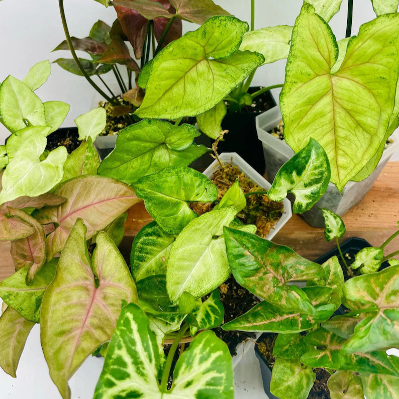 Syngonium assorted - 2"