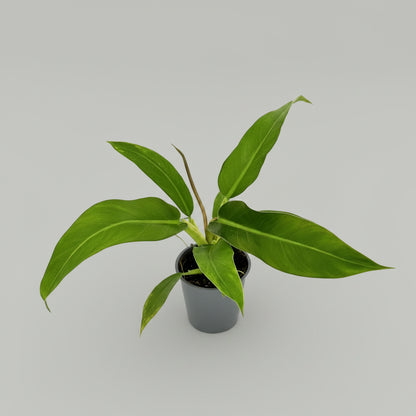 Philodendron ruizii - 4"