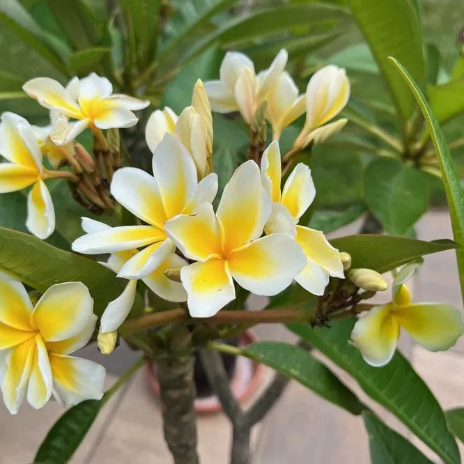 Plumeria assorted - 4"