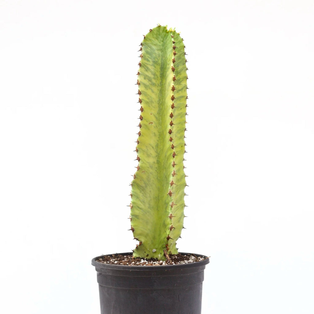 Euphorbia ammak - 8"