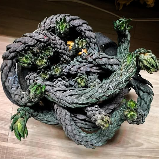 Haworthia super faciata - 2"