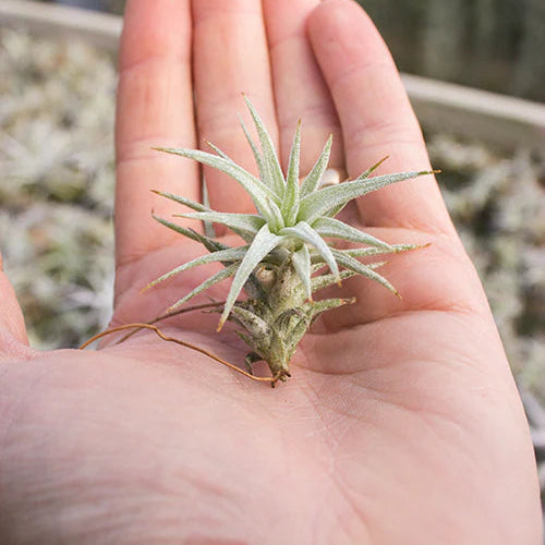 Ionantha vanhyningii