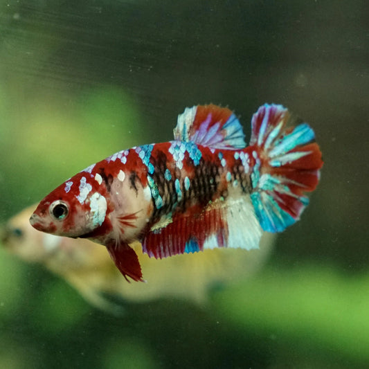 Galaxy Koi Betta Fish (male)