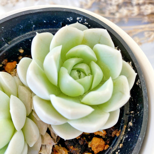 Echeveria elegans 'Alba' - 2"