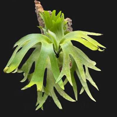 Platycerium Fong Si Qi - 2"