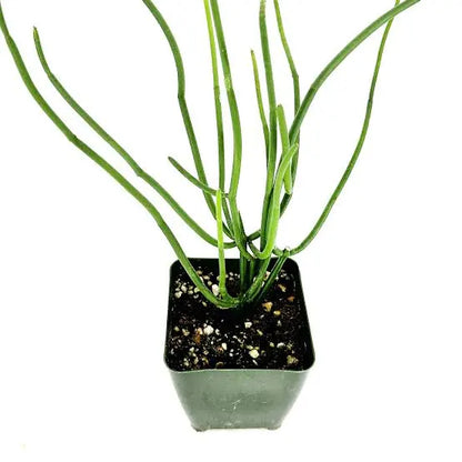 Cynanchum viminale - 4"