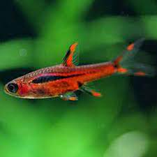 Chili Rasbora