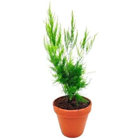 Asparagus setaceus 'Pyramidalis' - 2"