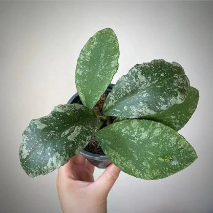 Hoya Waymaniae - 4"