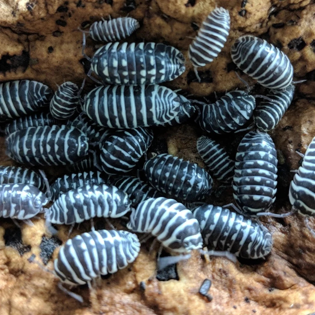 Armadillidium maculatum zebra - Zebra isopod 10 COUNT