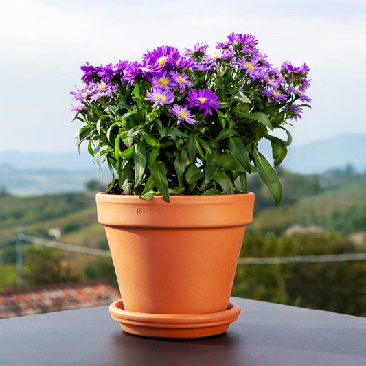 Italian Standard Pot - 14"