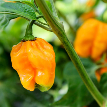 Habenero pepper - 5"