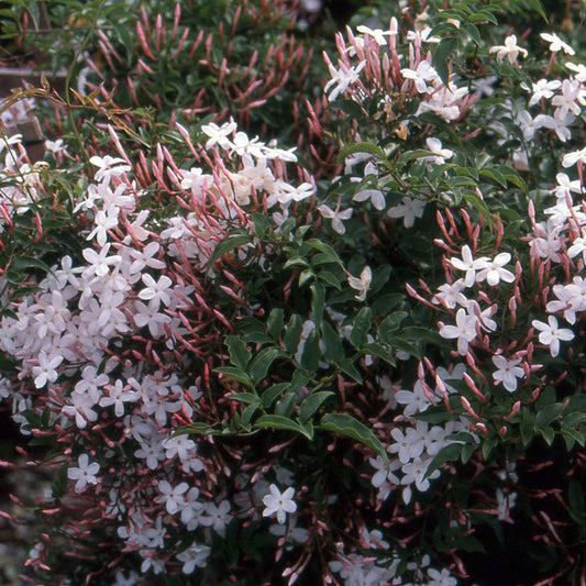 Jasminum polyanthum - 4"