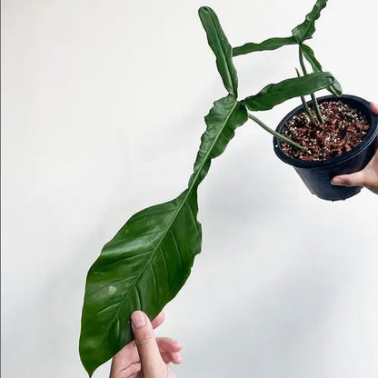 Philodendron joepii - 4"