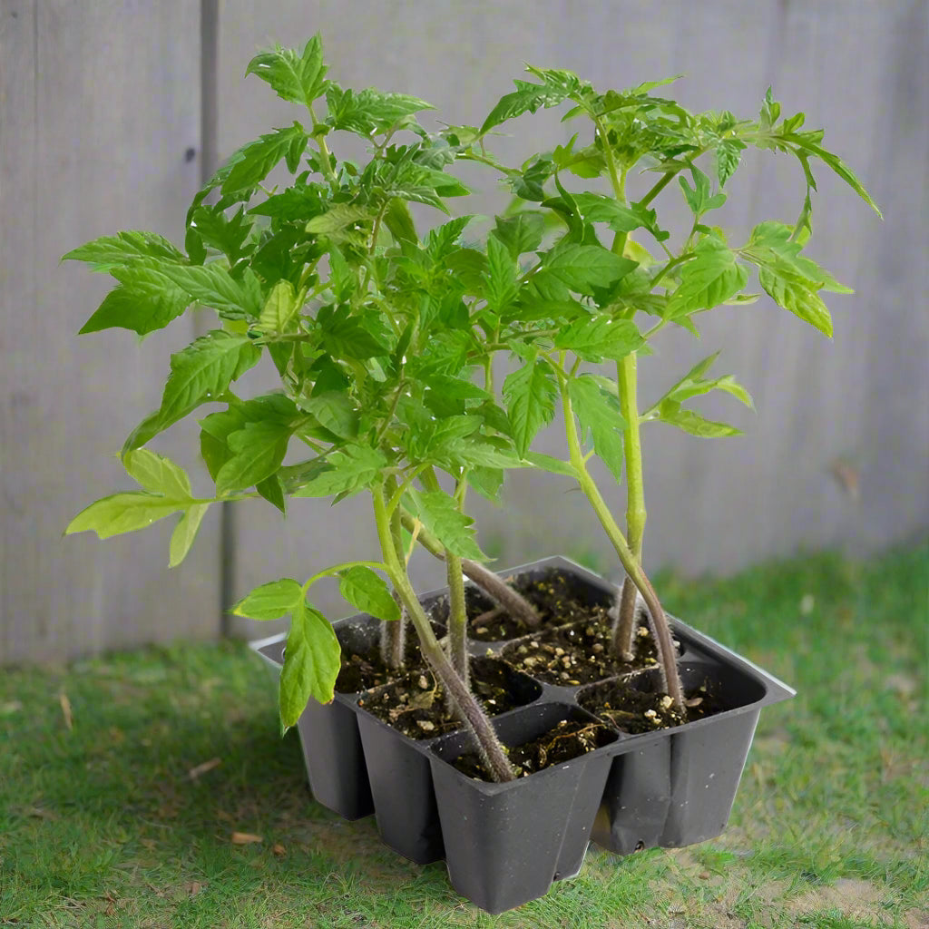 Early Girl Tomato - 3.5"