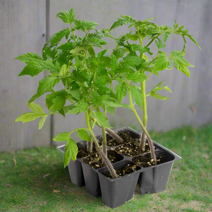 Early Girl Tomato - 3.5"