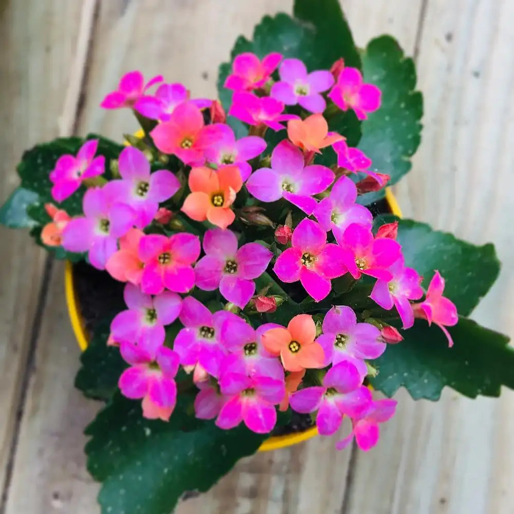 Florist Kalanchoe - 4"