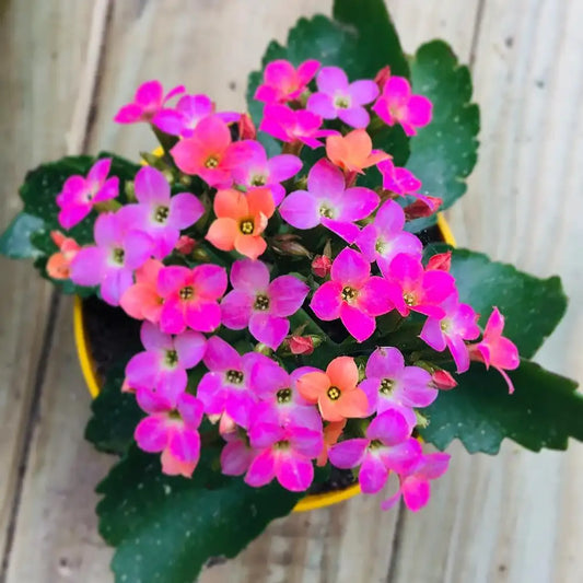 Florist Kalanchoe - 4"