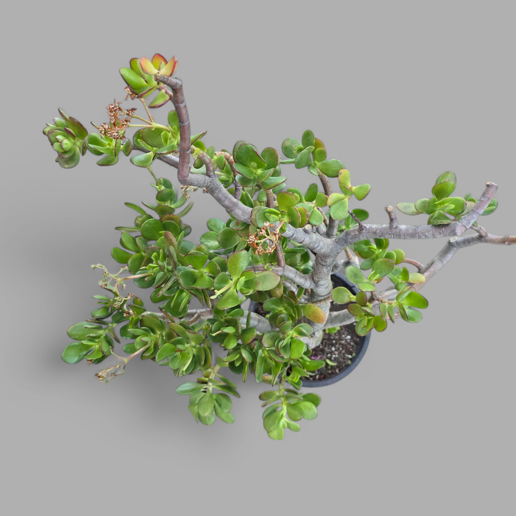 LARGE PLANTS - Crassula Ovata - Character 10"