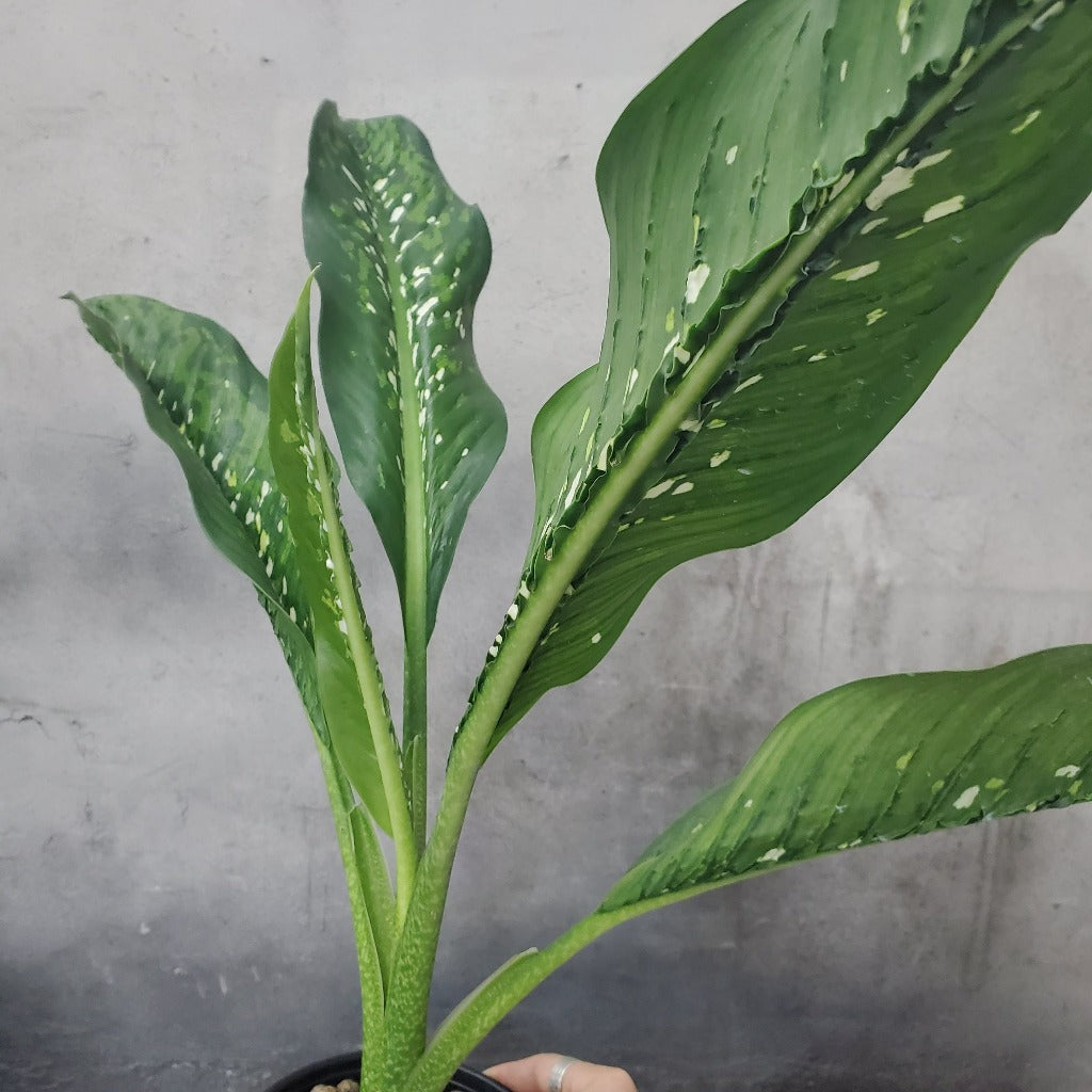 LARGE PLANTS - DIEFFENBACHIA DRAGON SCALE - 6"