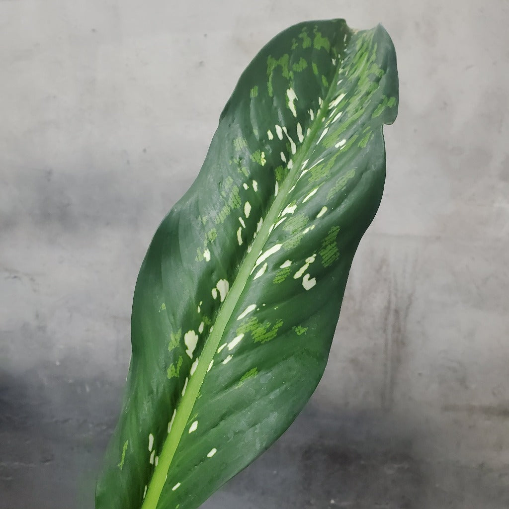 LARGE PLANTS - DIEFFENBACHIA DRAGON SCALE - 6"