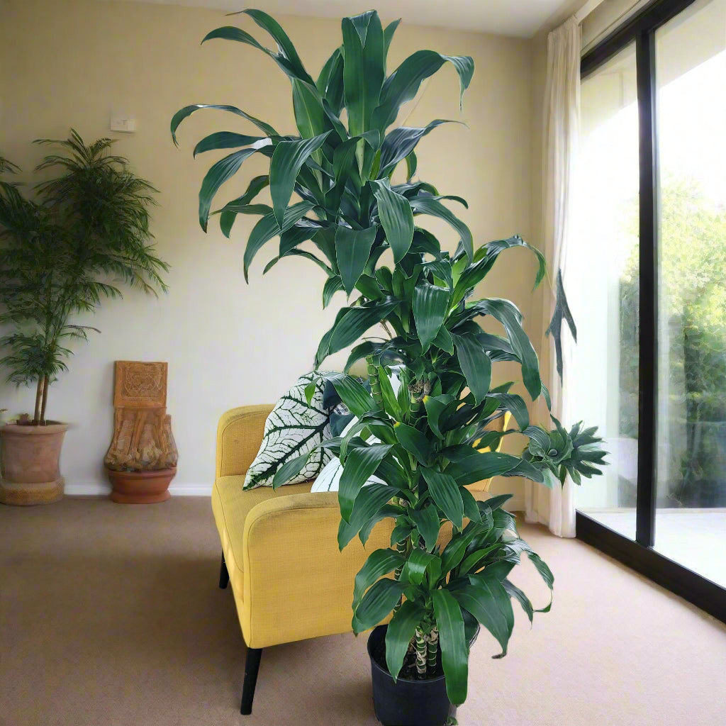 Dracaena der. 'Michiko' - 10