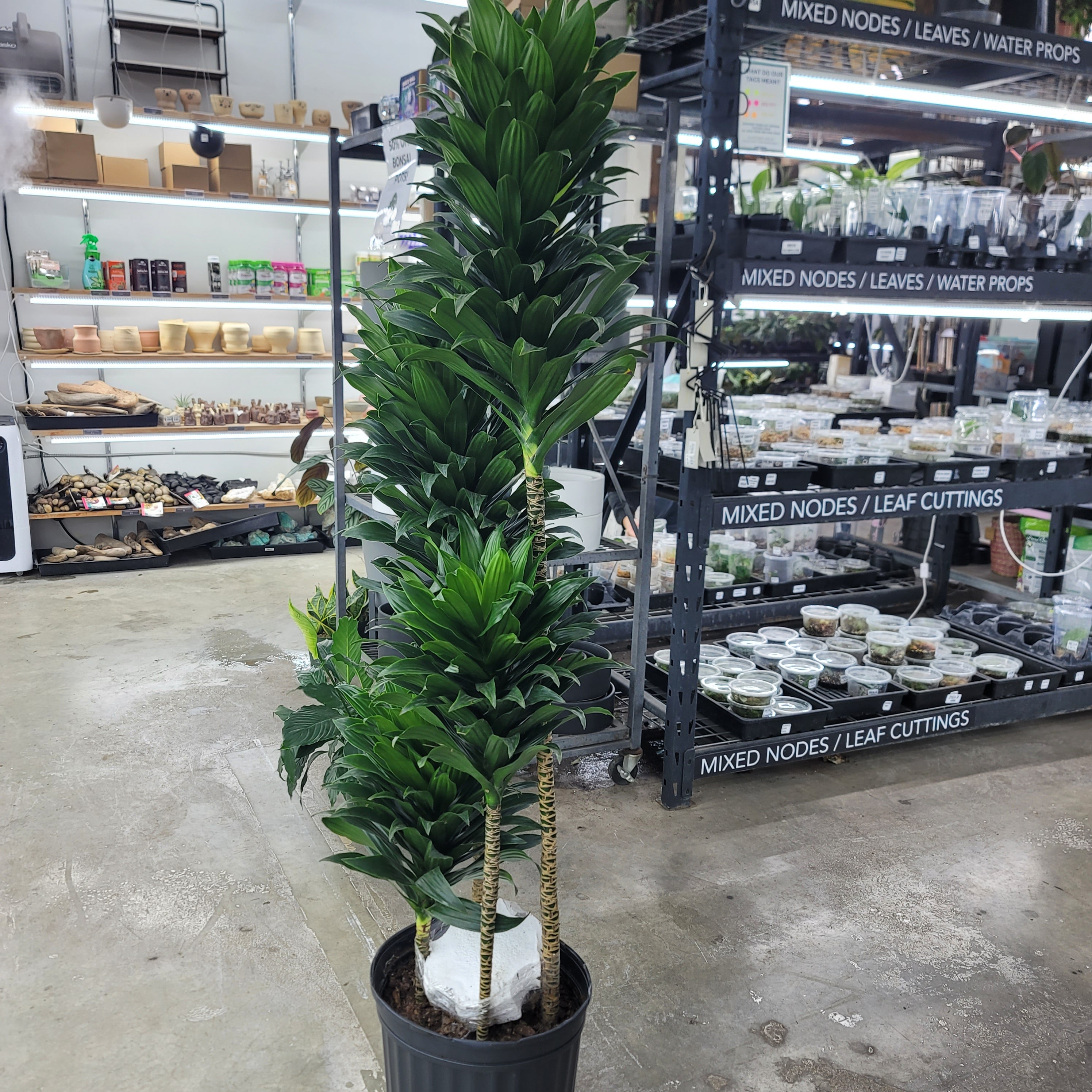 DRACAENA DEREMENSIS COMPACTA - 12