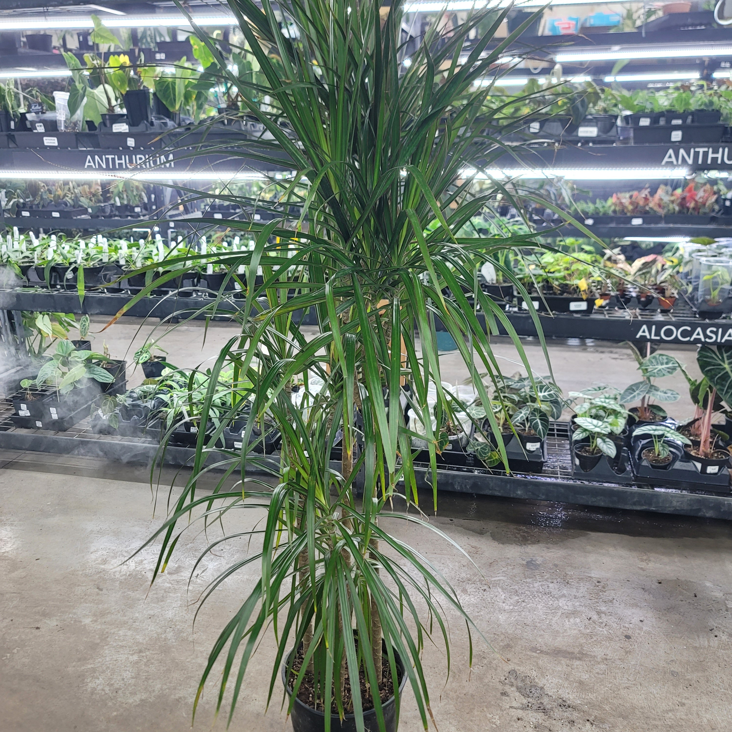 Dracaena marginata - 10