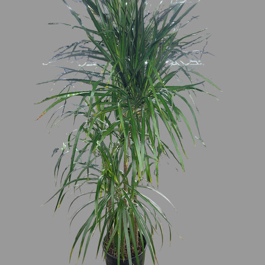 LARGE PLANTS - Dracaena Marginata - 10" (no Shipping)